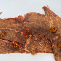 CARNE SECA ROMADA HABANERO 100 GR